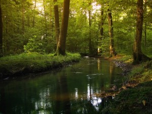 tree planted by the water