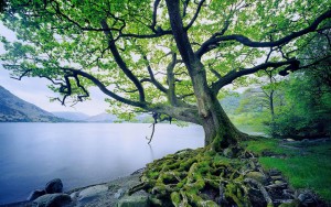 tree by the river